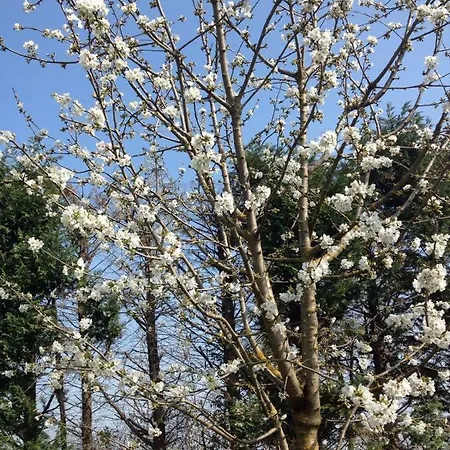 Il Rudere Bed & Breakfast *