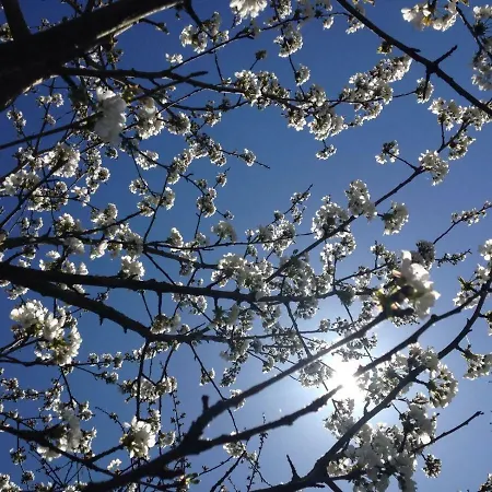 Il Rudere Bed & Breakfast *