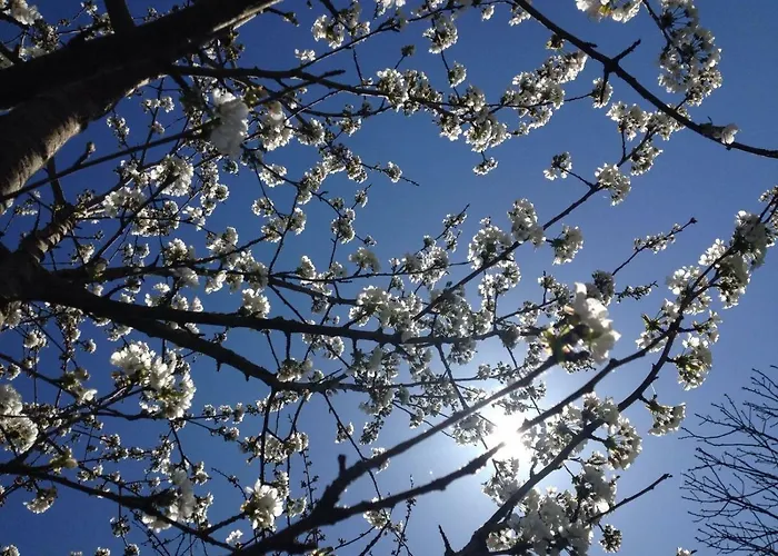 Il Rudere Bed and breakfast *